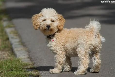 Image result for Cavapoo Adult