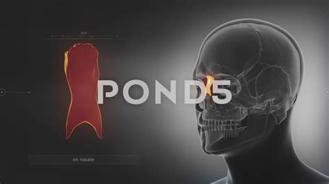 Nasal Bone Anatomy X Ray