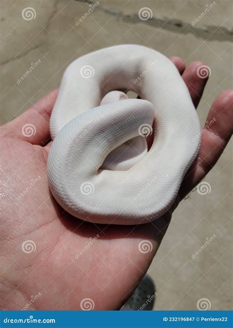 Image result for Super Bamboo Ball Python
