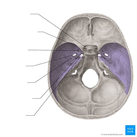 Diagram of Foramen of Skull | Quizlet