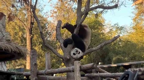 Giant Panda's Morning Workout Upside-Down In A Tree