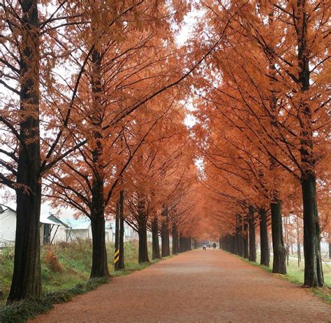 DAMYANG METASEQUOIA ROAD (2025) All You Need to Know BEFORE You Go ...