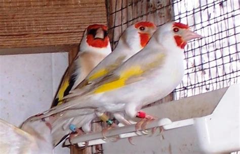 Grosse Major Stieglitzen Lutimo Eumo Isabel Satinet Pastel in ...