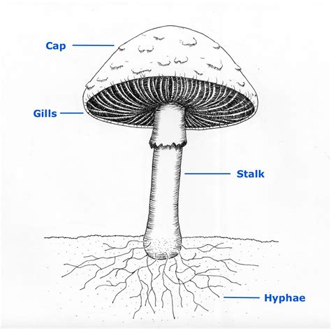 Parts Of A Mushroom
