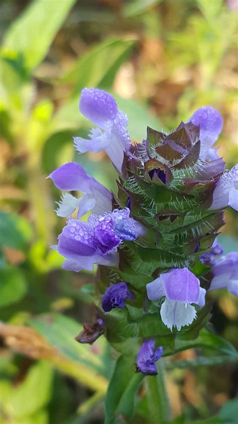 Purple Wildflowers | Smithsonian Photo Contest | Smithsonian Magazine