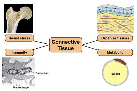 Image result for Connective Tissue Structure and Function
