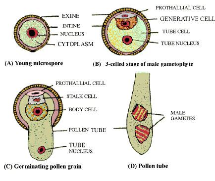 Explain the structure of male gametophyte of angiosperms with the of a ...