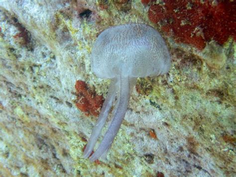 Pelagia noctiluca – Species profile, features and distribution