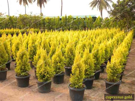 Best Nursery In Kadiyam -Sri Satyanarayana Nursery