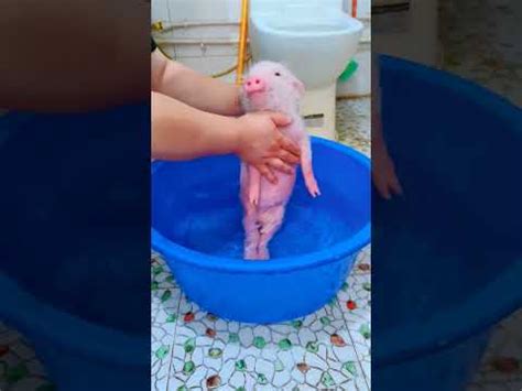 给猪洗澡是什么体验 - YouTube