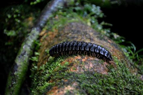 Millipede Animal Facts | Diplopoda | AZ Animals