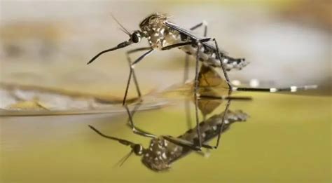 Bill Gates-Funded Firm Released 150,000 Genetically Modified Mosquitoes ...