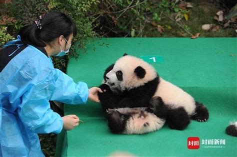 超萌！“2017级”大熊猫宝宝 首次集体亮相_新闻中心_中国网