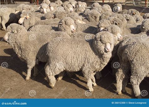 Merino Sheep stock photo. Image of wool, horns, pens - 26012300