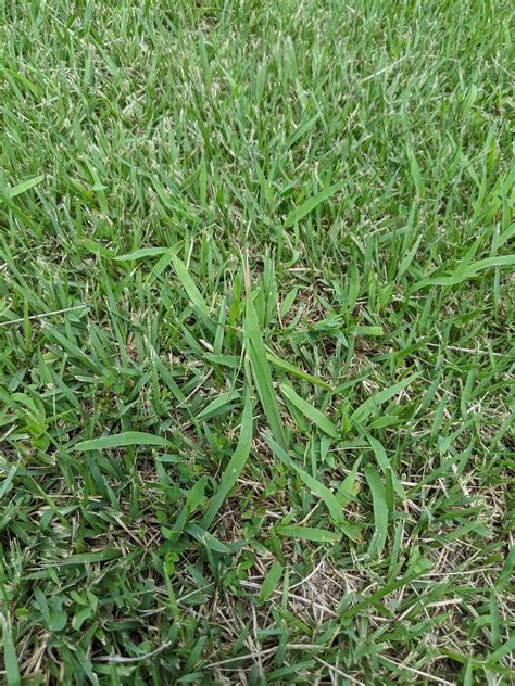 Camouflage : r/insects