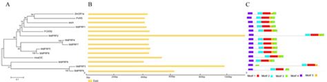 Genome-Wide Identification of PRP Genes in Apple Genome and the Role of ...