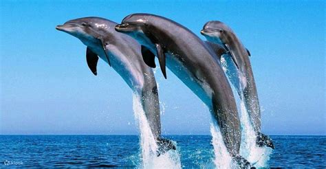 Exclusive Dolphin Watching Experience: Private Yacht & Island Tour in ...