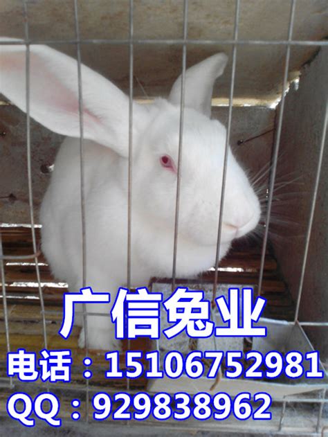 獭兔产品_獭兔产品_四川省天元兔业科技有限责任公司