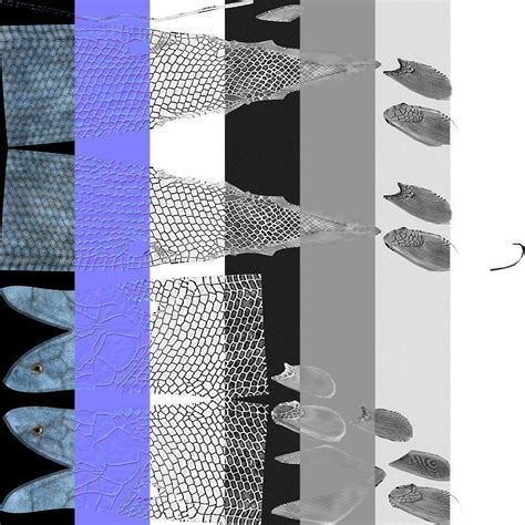 Image result for Extinct Fish Models