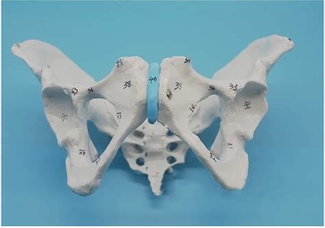 Buy Obstetrics and Gynecology Pelvis Measurement Model,Female Pelvis ...