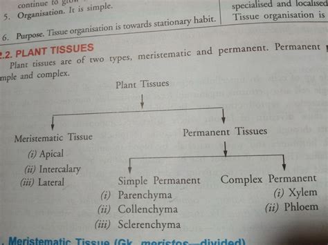 name the different types of plant tissue - Brainly.in