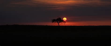 Download wallpaper 2560x1080 tree, moon, horizon, dark, night dual wide ...
