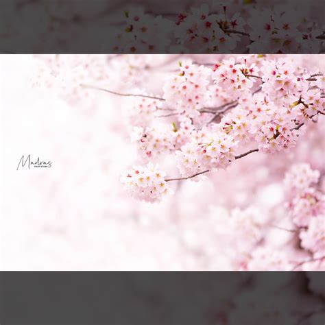 Rental - Cherry Blossom - Printed Baby Backdrop - 5 by 6 Feet - Fabric ...