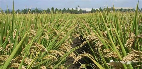 杂交水稻是哪两种水稻杂交的 可以自己留种吗？ - 农业百科