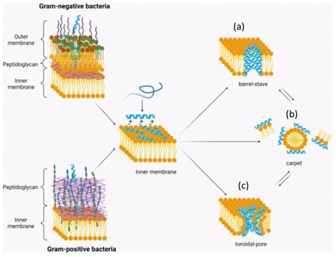 Important Roles and Potential Uses of Natural and Synthetic ...