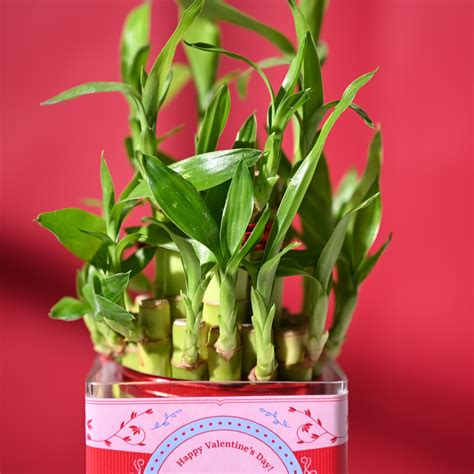 Lucky Bamboo 2 Layer in Square Bowl | Plant Gift Delivery – Ugaoo