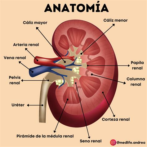 Estructura Y Funciones Del Riñón – YMSEJ