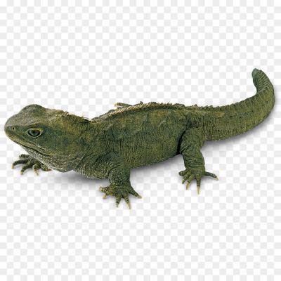 Tuataras PNG Clipart Background B0NOVIF4 - Pngsource