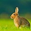 Image result for Cute Bunny Desktop Wallpaper