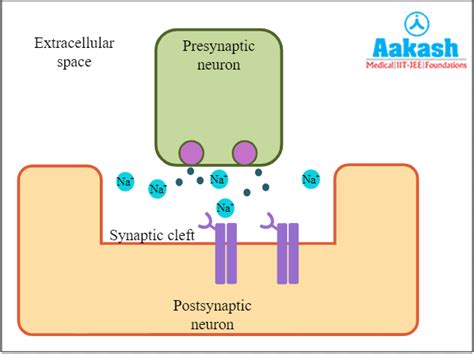 Synapse: Meaning, Types & Transmission of Impulse | AESL