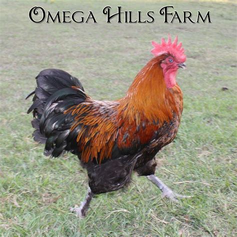 Product categories Black Copper Marans