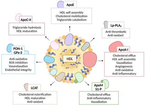 A Current Update on the Role of HDL-Based Nanomedicine in Targeting ...