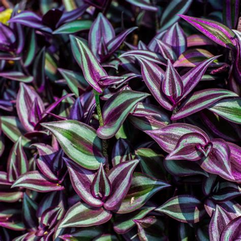 5 Non-Toxic Indoor Plants That Are Safe For Kids — Lazy Gardener ...