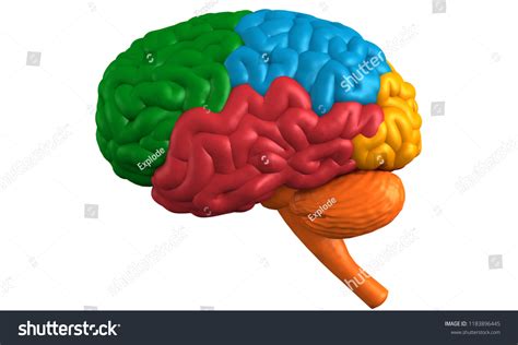 Science Brain 的图像结果