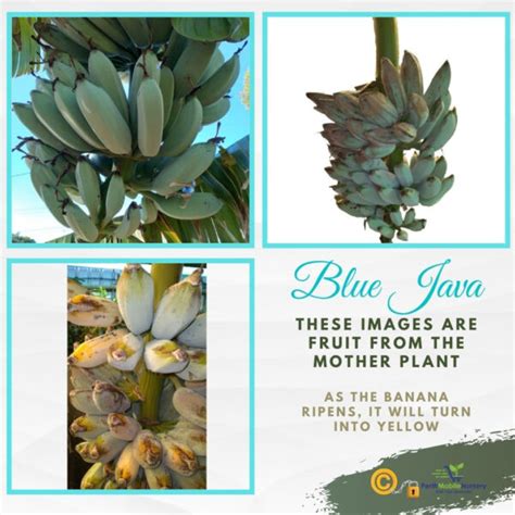 Image result for Blue Java Banana Tree