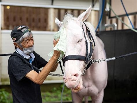 Exploring the potential of Sodashi as a broodmare | Horse Racing News ...