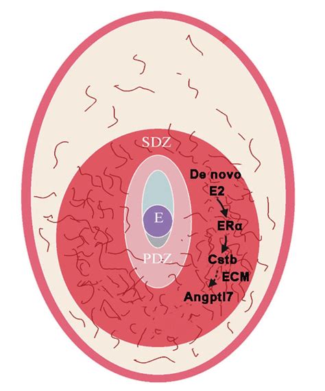 Expression and Regulation of a Novel Decidual Cells-Derived Estrogen Target during Decidualization