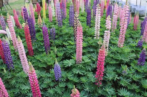 How to Grow Lupine: A Guide to Cultivating These Stunning and Hardy ...
