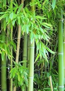 Seedsqlty Bamboo tree seeds, high germination (40 seeds) Seed Price in ...