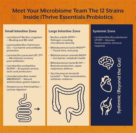 12 Probiotic Strains Decoded: What Each One Does for Your Gut | iThrive ...