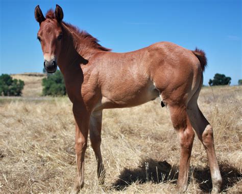 Quarter Horse Red Dun