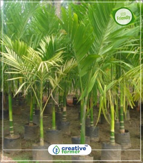 creative farmer Rare Plant Arecanut " Inter-Mangala " Betel Seeds ...