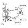 Which of the diagrams will be asked for Karnataka board exam 10th ...