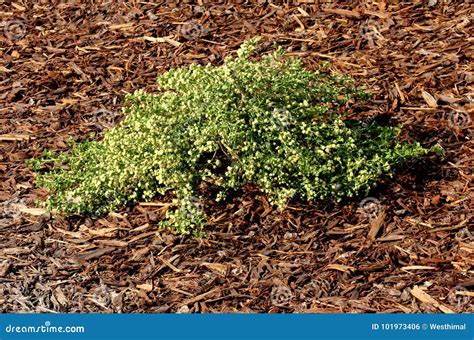 Coyote Brush, Chaparral Broom, Baccharis Pilularis Subsp. Pilularis ...