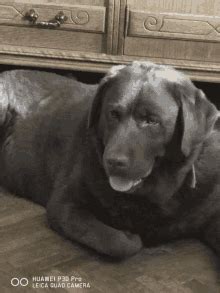 Image result for Hippo Has Exploding Diarrhea