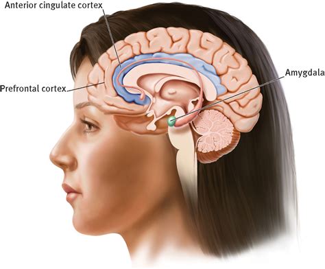 Cingulate cortex Anatomy 的图像结果